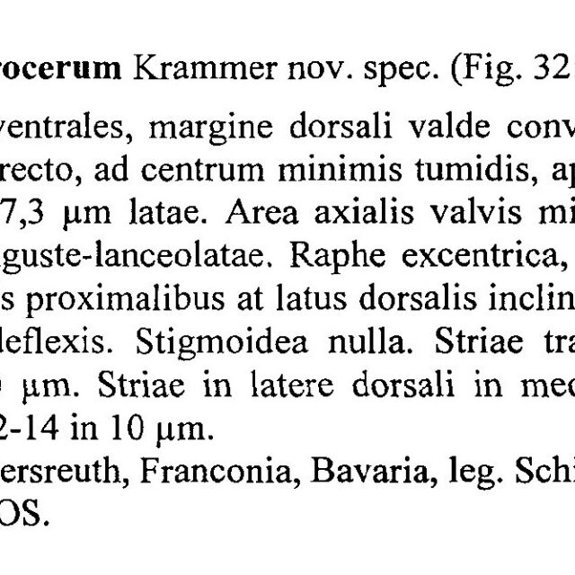 Encyonema Procerum Origdesc001