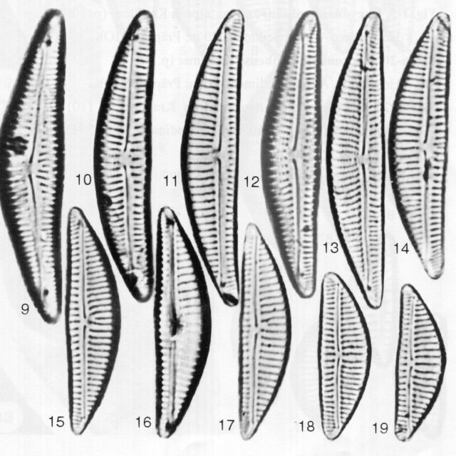 Encyonema Procerum Origimag001