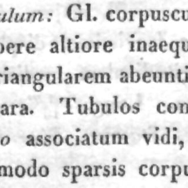 Encyonema Triangulum  Orig Descr