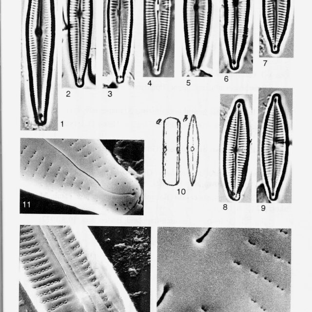 ____Encyonopsis Cesatii Origimag001