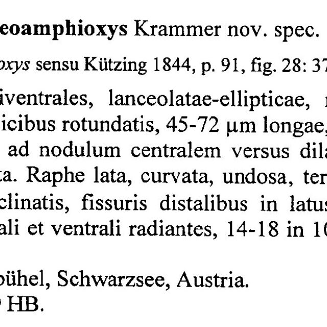 Encyonopsis Neoamphioxys Origdesc001