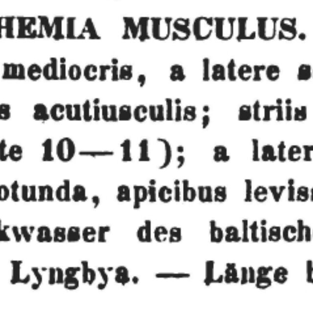 Epithemia Musculus Orig Descr