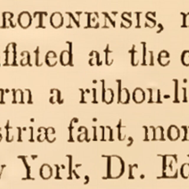 F Crotonensis Orig Des