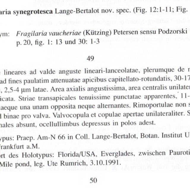 F Synegrotesca Orig Des