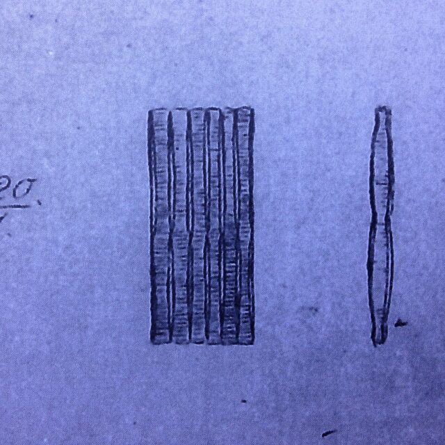 ____Frag Mesolepta  Rabenhorst 1041 (1861)