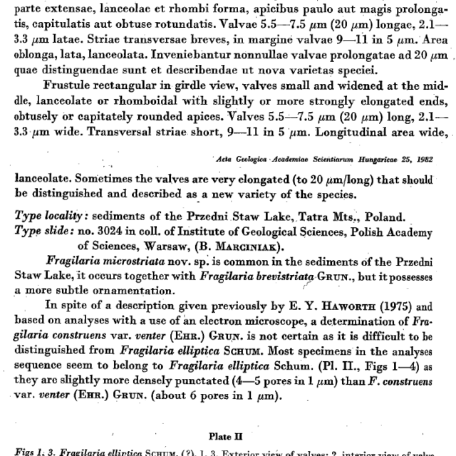 Fragilaria microstriata orig desc