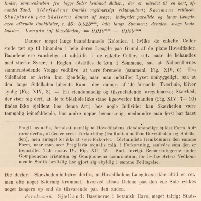 Fragilaria Bidens Description  Heiberg 1863