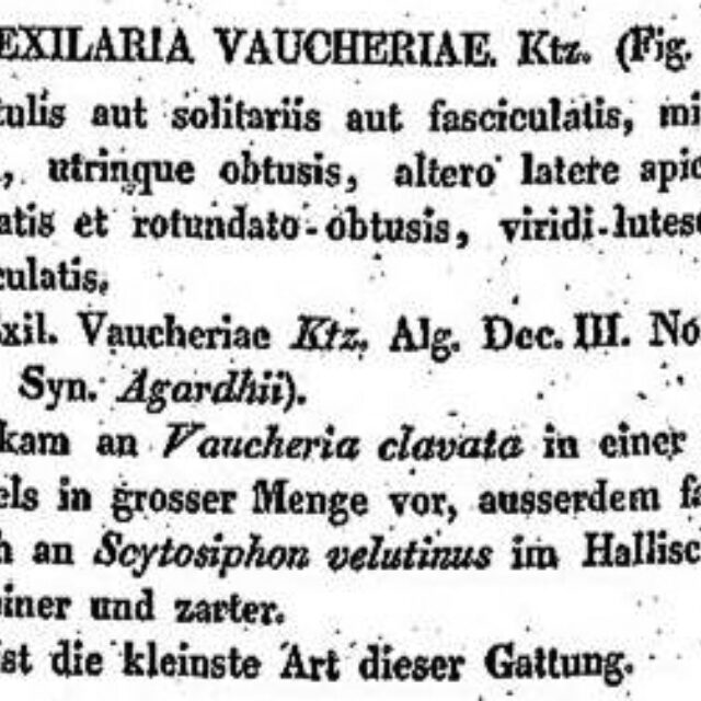 Fragilaria Vaucheriae Original Description