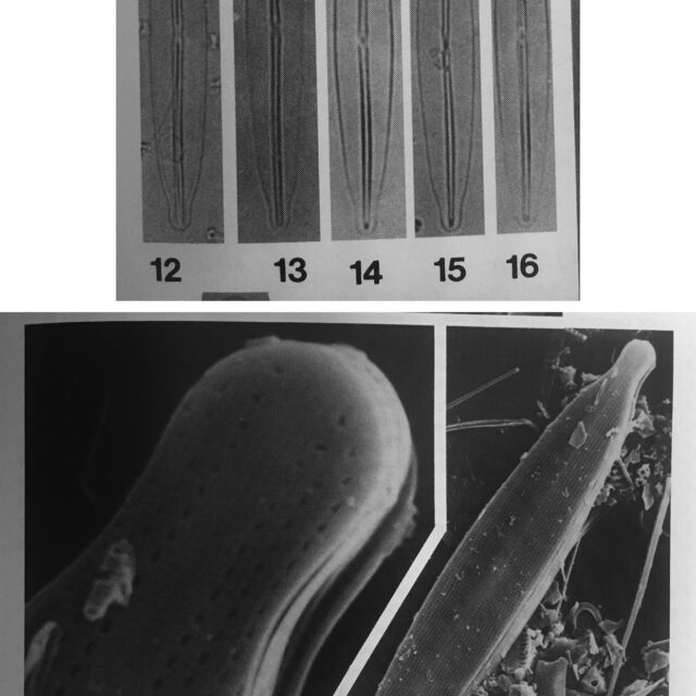 Frustulia Pseudomagaliesmontana Orig Illus