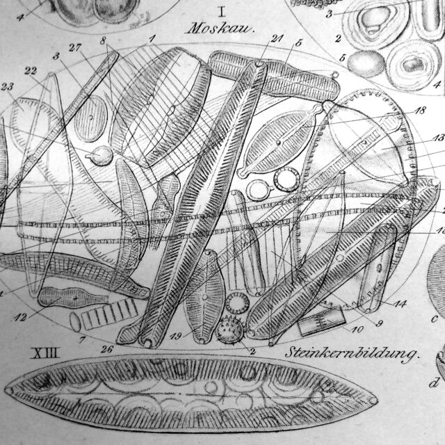 ____Fsepes  Ehrenb Plate37