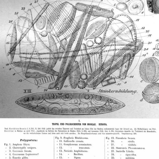 ____Fsepes  Ehrenb Plate37Withtext