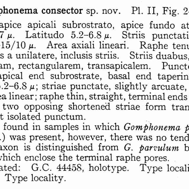 Gomphonema Consector Origdesc002