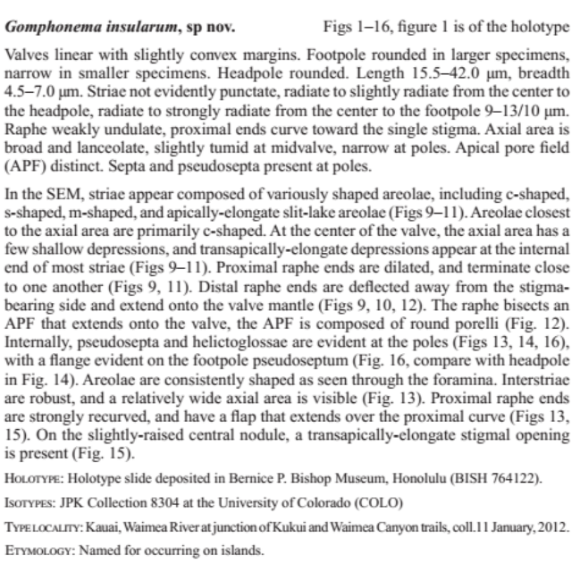 Gomphonema Insularum  Kociolek  Woodward  Graeff 2016