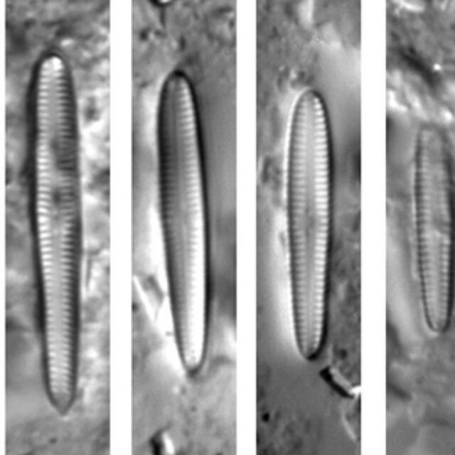 Gomphosphenia Stoermeri  Thomas Etal 2009