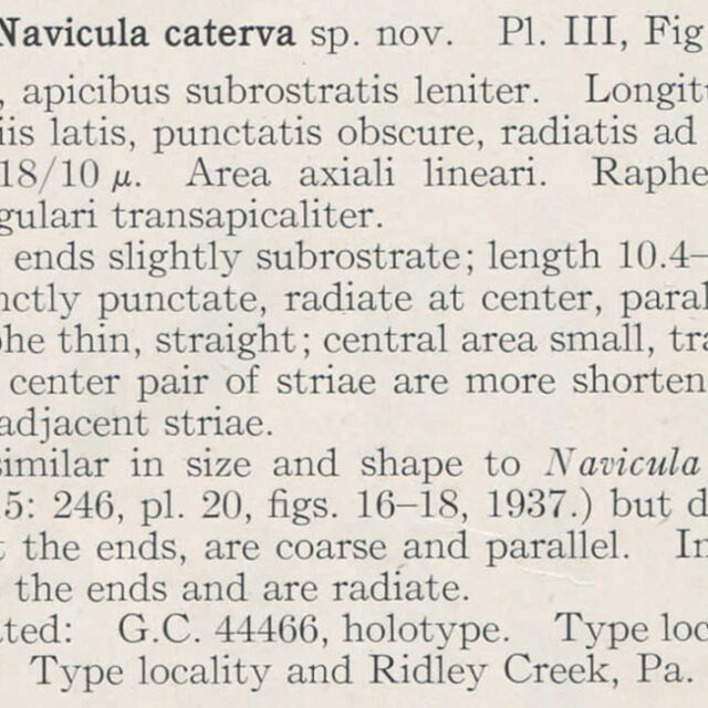 H And  H  Navicula Caterva Description