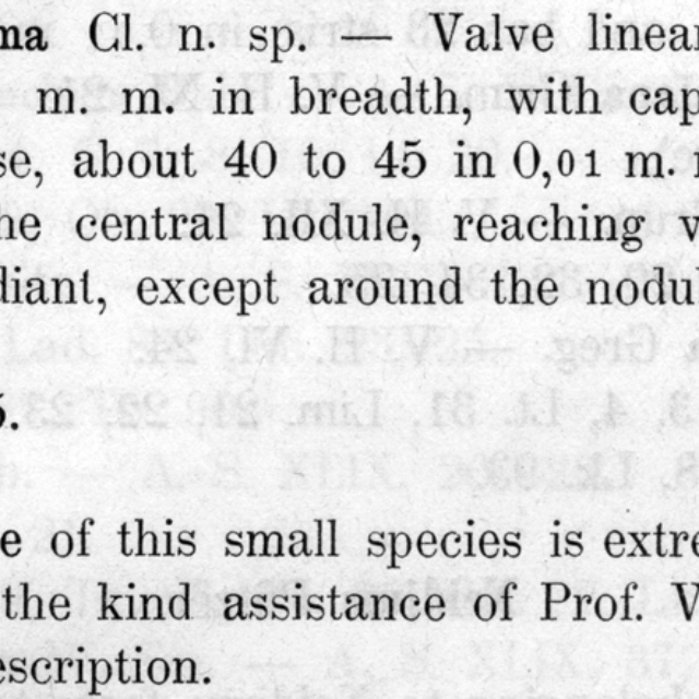 Kobayasiella Subtilissima  Descr