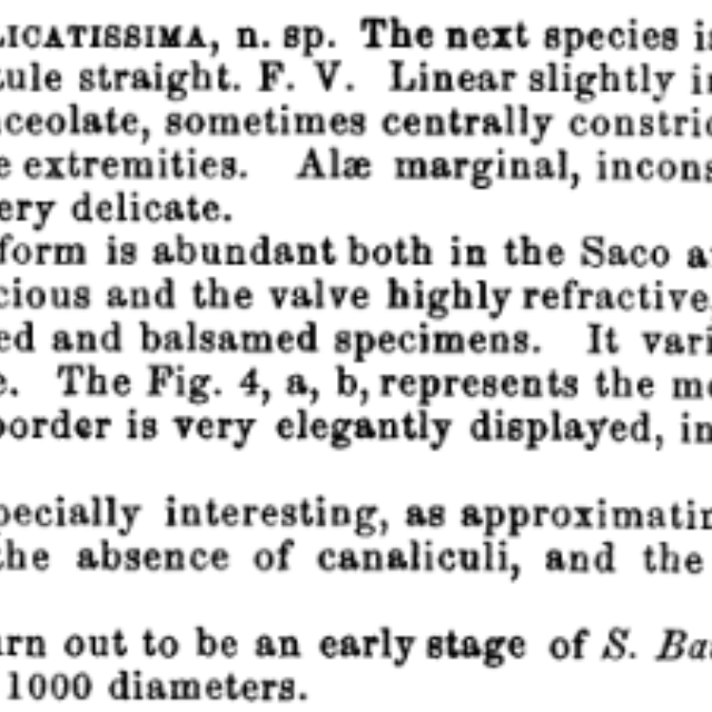 Lewis F W 1864 On some new and singular intermediate forms of Diatomaceae