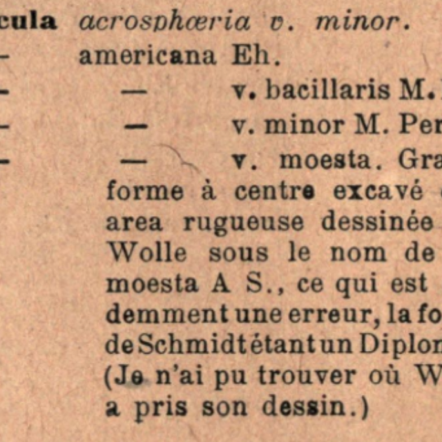 Naamericana Moesta  Originaltext