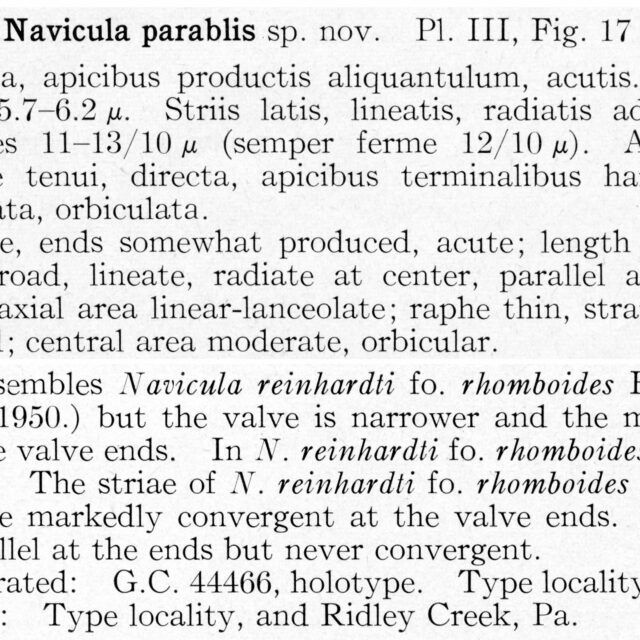 Naparablis  Or Descr