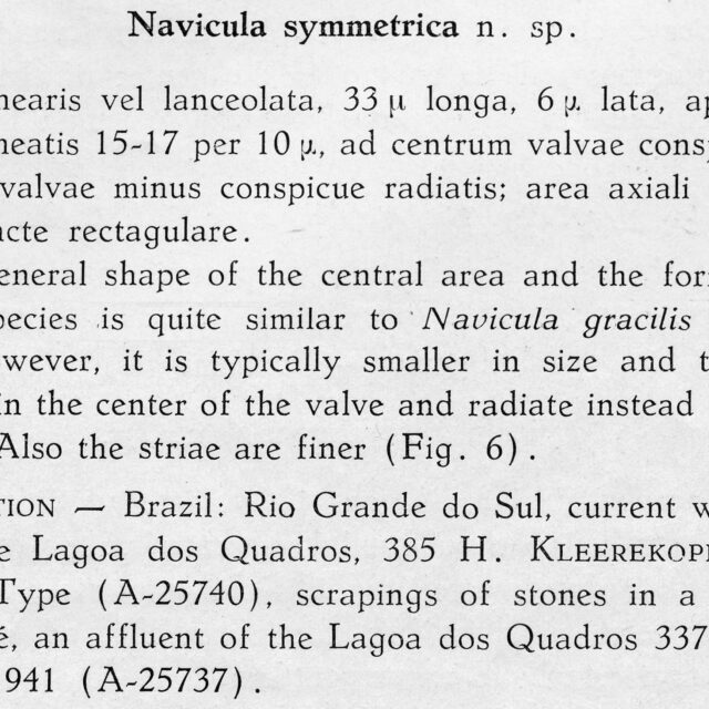 Nasymmetrica  Orig Descr