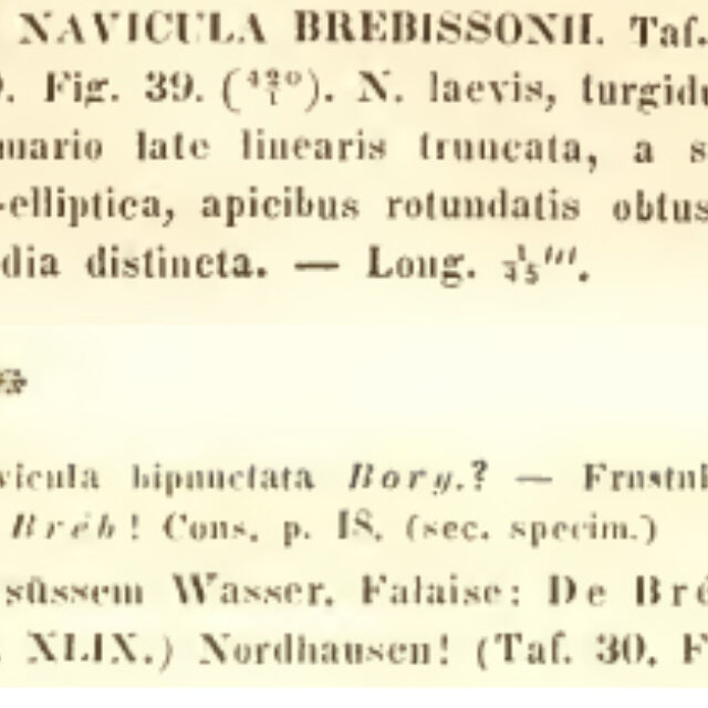 N Brebissonii