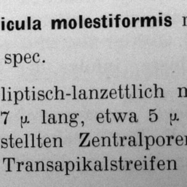 N Molestiformis Orig