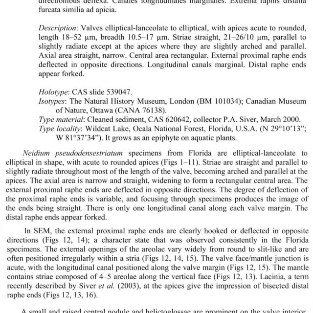 N Pseudodensestriatum  Orig Descr