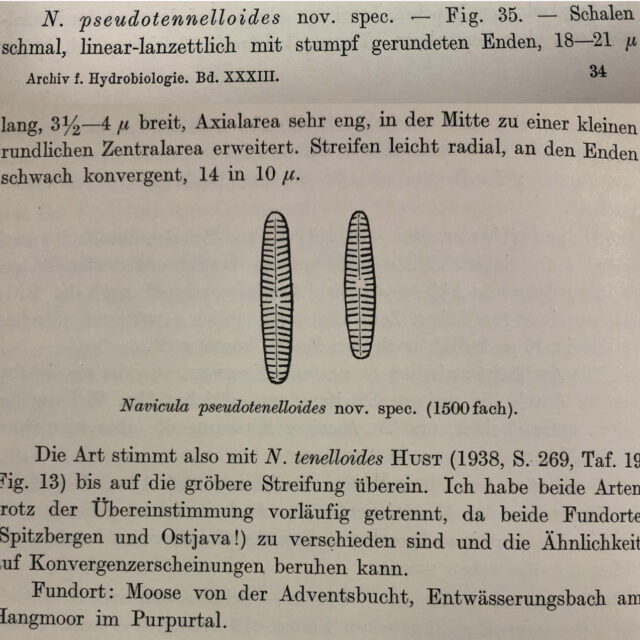 Navicula Pseudotenelloids Orig Descr