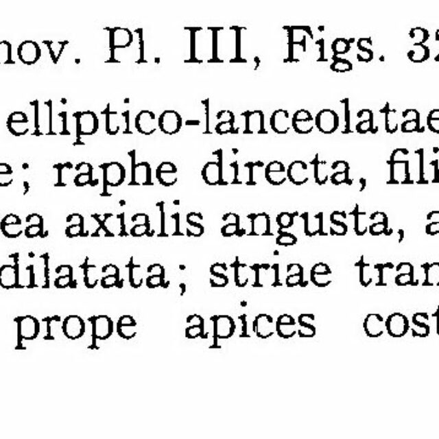 Navicula Cascadensis Origdesc001