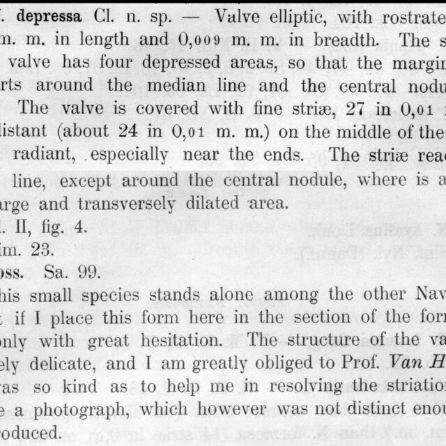 Navicula Depressa Origdesc