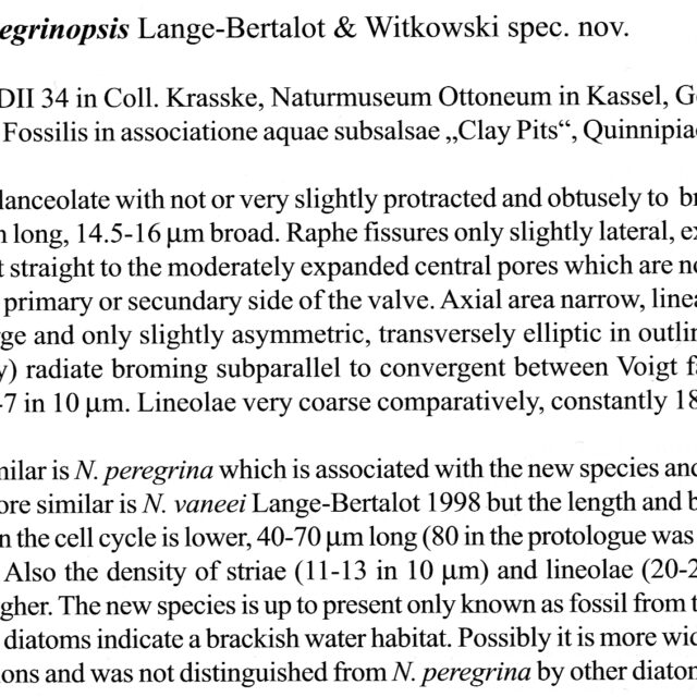 Navicula Peregrinopsis Orig001