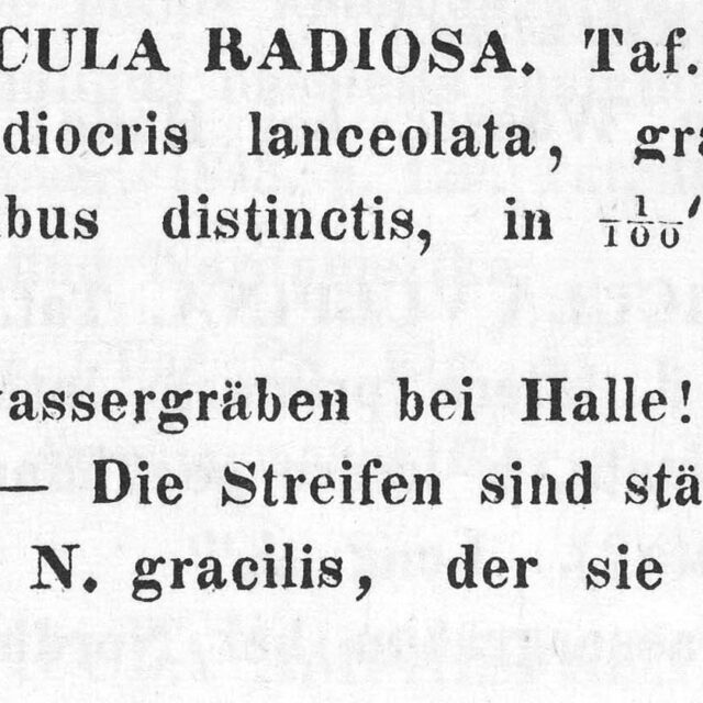 Navicula Radiosa  Descr