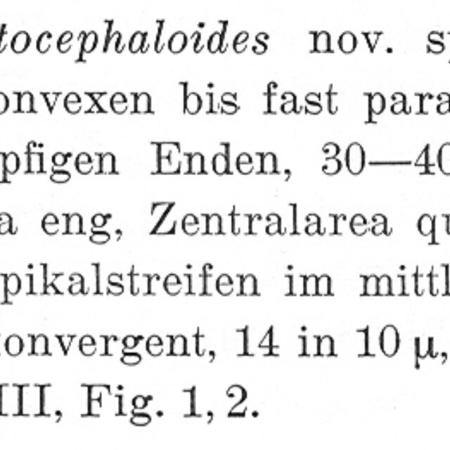 Ncryptocephaloides Origdesc