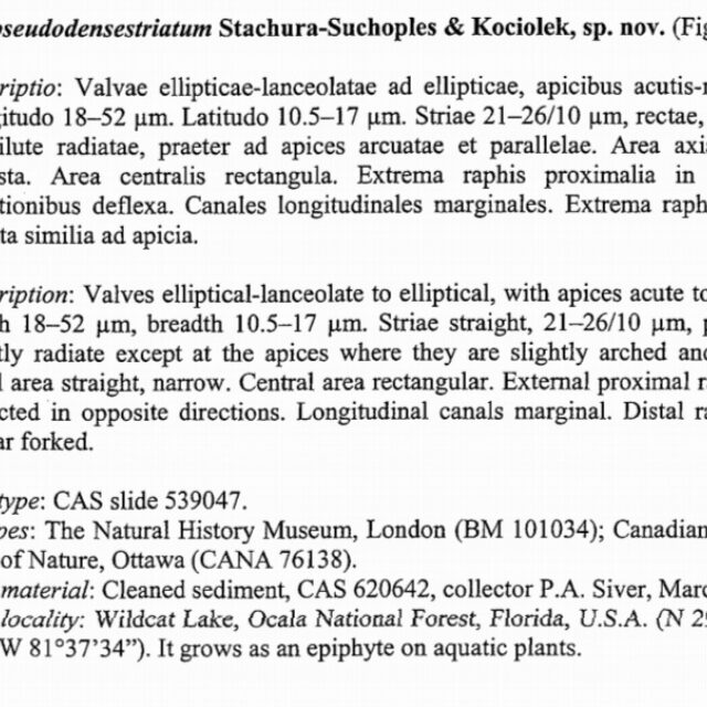 Neidium Pseudodensestriatum Orig Desc