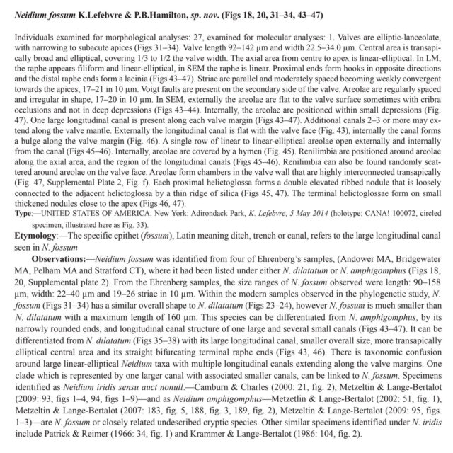 Neidium fossum original description