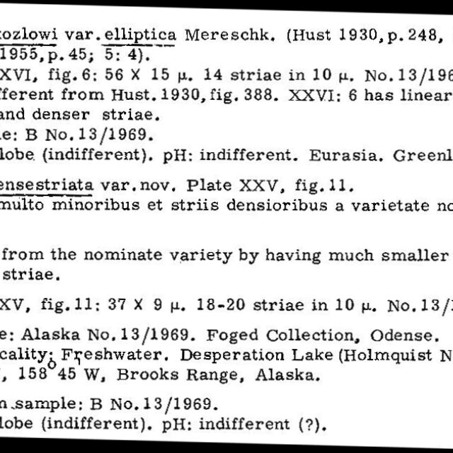 Neidiumfogedii Origdesc