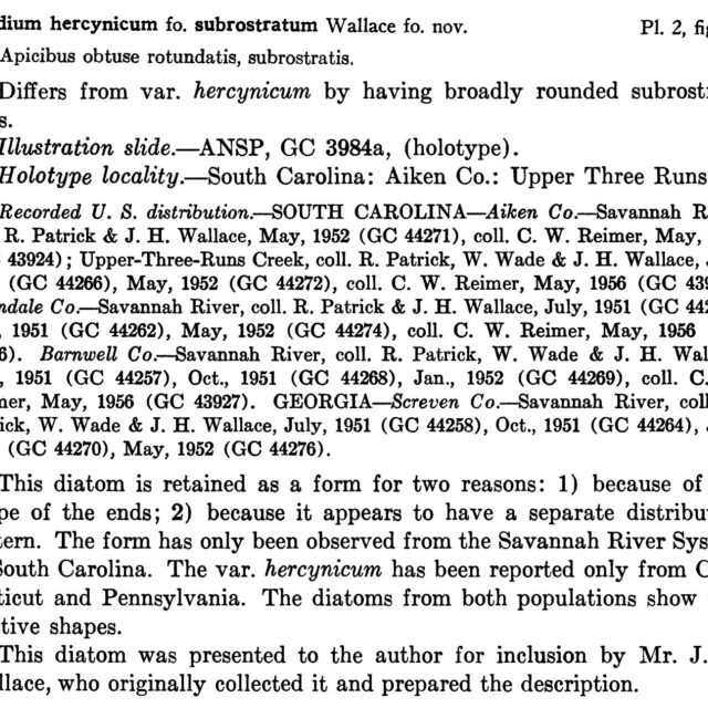 Nhercynicum Subrostratum  Orig Descr