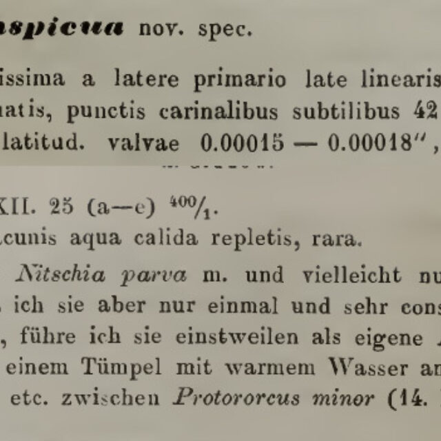 Nitzschia inconspicua Original Description