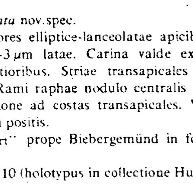 Nitzschia Acidoclinata Origdesc001