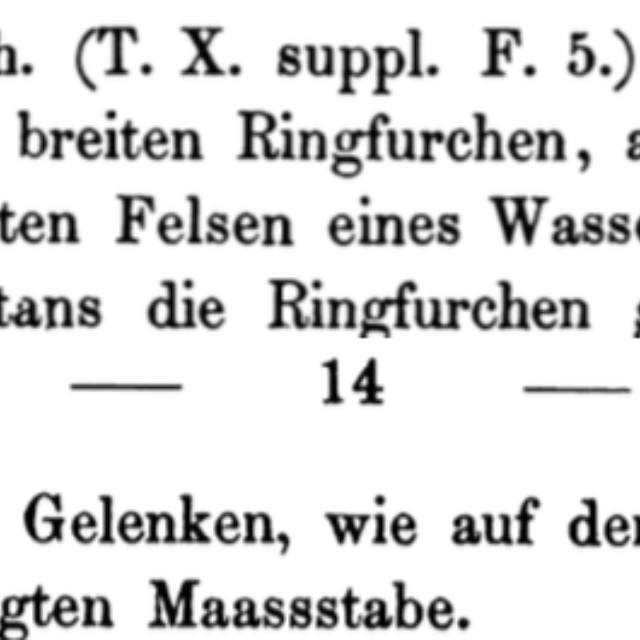 Ortho Roeseana  Rabenhorst 1853 Descrip