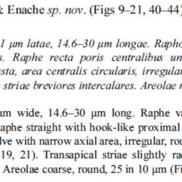 Psalpinum  Orig Descr