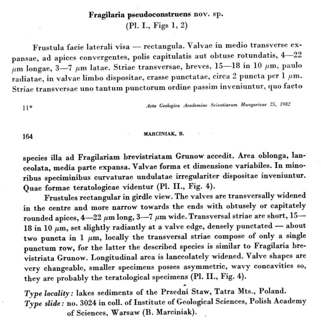 P Pseudoconstruens Orig Des 2