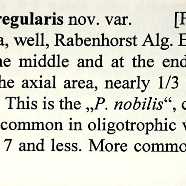 Pinnularia Nobilis regularis og description