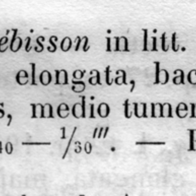 Pinnularia Polyonca  Descr