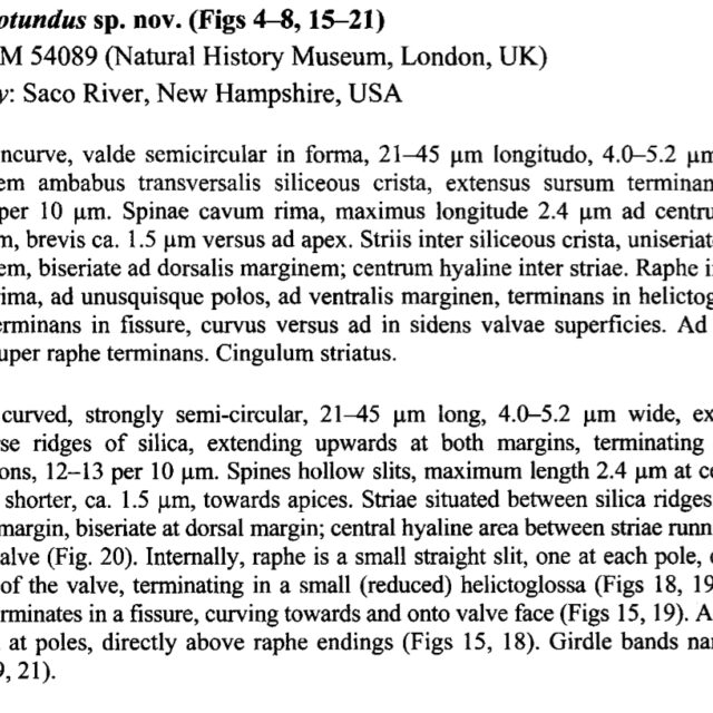 Serotundus Original Description