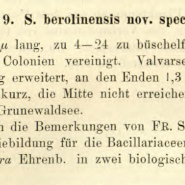 Syberolinensis Original Text