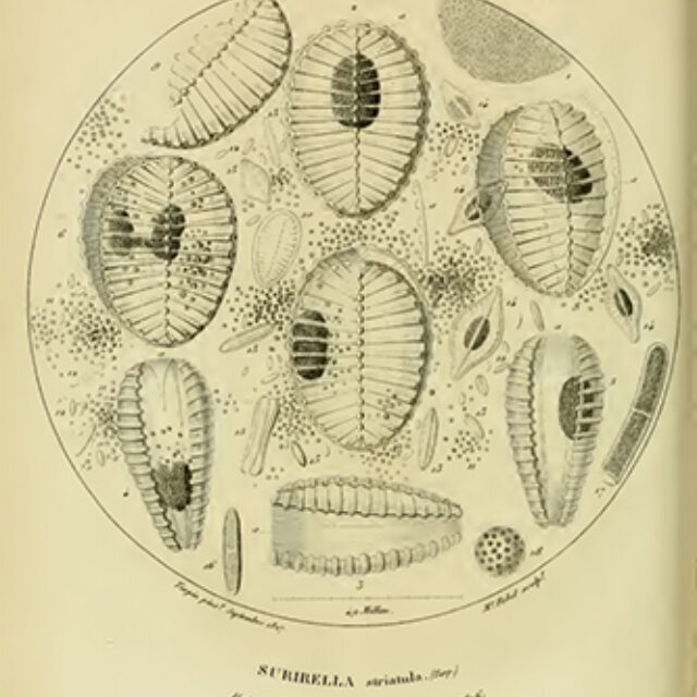 S Striatula Orig Illustration