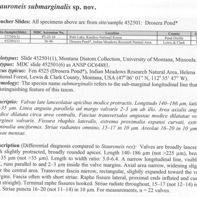 Ssubmarginalis Origdesc