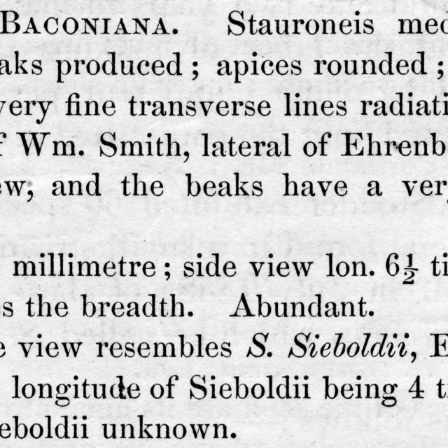 Stauroneis Baconiana  Orig Descr