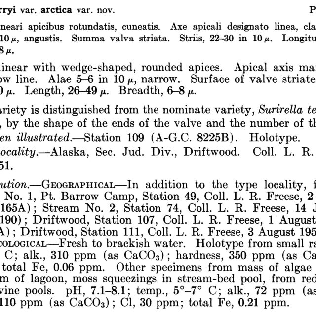 Surirella Terryi Var Arctica Orig Descript  Pf1961